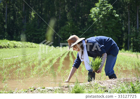 A woman planting rice 33127725