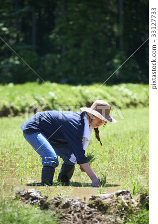 A woman planting rice A woman planting rice 33127733