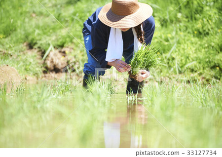 A woman planting rice A woman planting rice 33127734