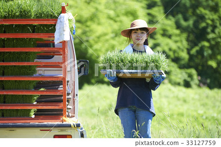 Woman with rice planting rice seedlings 33127759