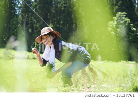 A woman planting rice A woman planting rice 33127761