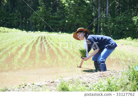 一個女人種植水稻 33127762