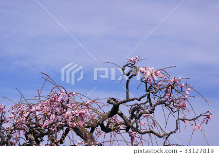 Uedai plum 33127819