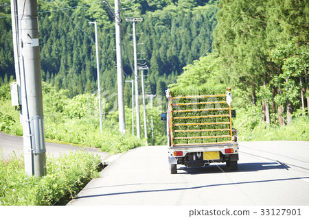 幼苗裝運卡車 幼苗裝運卡車 33127901