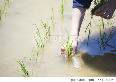 水稻種植手種植手 33127906