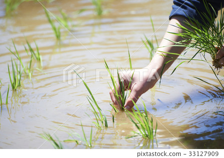 水稻種植手種植手 33127909