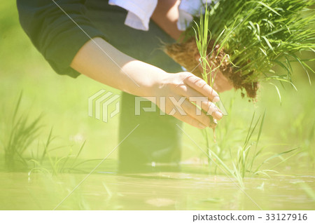 Rice planting hand planting hand 33127916