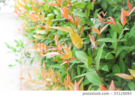 christina or aglaonema christina plant 33128093