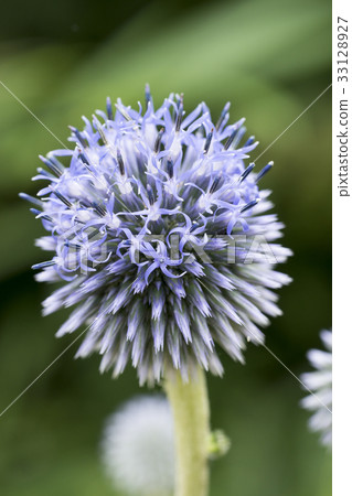 Higo Thai（Ruri Tamasaki） 33128927