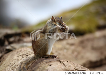 花栗鼠 花栗鼠 33128932