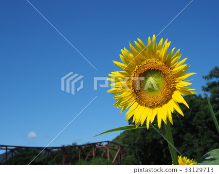sunflower sunflower 33129713