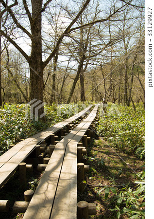 木板走道（樹道路）在中央高地國家公園Kamikochi 33129927