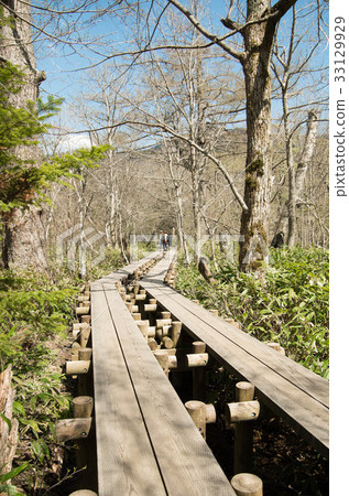 木板走道(樹道路)在中央高地國家公園Kamikochi 木板走道(樹道路)在中央高地國家公園Kamikochi 33129929