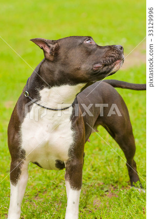 dog of terrier Close-up 33129996