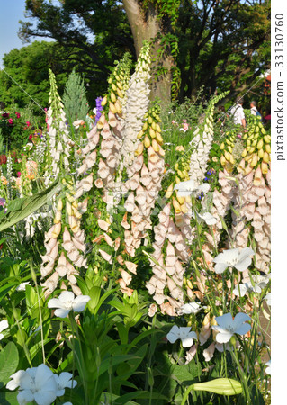 Hill green park meeting place where national city greening yokohama fair, port is visible 33130760