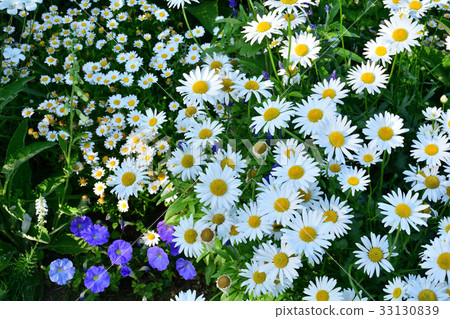 Hill green park meeting place where national city greening yokohama fair, port is visible Hill green park meeting place where national city greening yokohama fair, port is visible 33130839