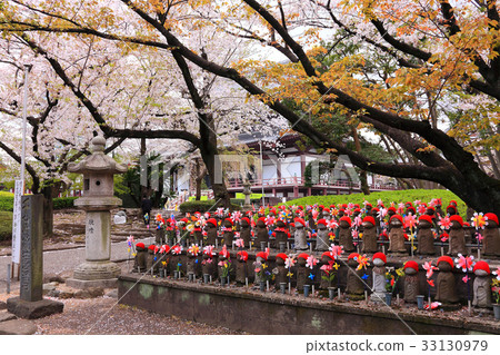 Jizos line up under the cherry blossoms in full bloom 33130979