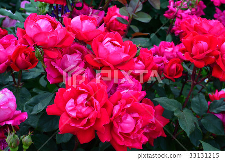 國家城市綠化橫濱交易會，港口可見的山綠色公園會場 33131215