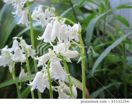 釣鐘器水仙的白花 照片素材 圖片 圖庫