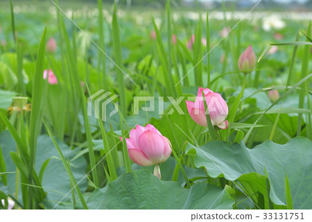 Lotus flower 33131751