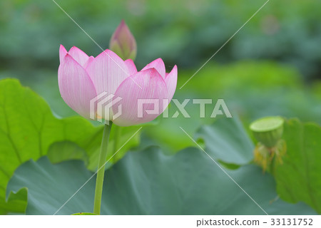 Lotus flower 33131752