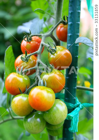 Mini tomato which color of kitchen garden is 33131859