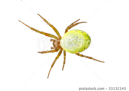 Green spider (Araniella cucurbitina) on a white  33132143