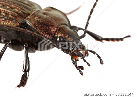Portrait of ground beetle (Carabus ullrichii) 33132144
