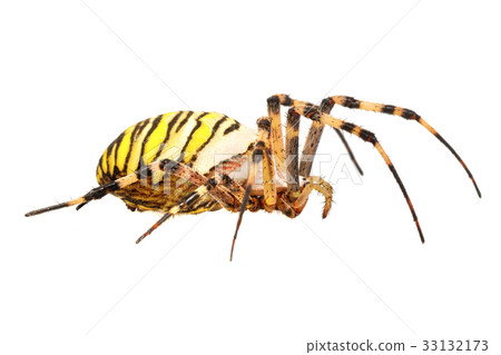 Wasp spider (Argiope bruennichi) on a white Wasp spider (Argiope bruennichi) on a white 33132173