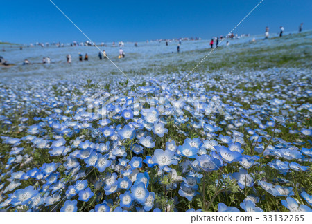 Hitachi Beach Park Hill of Nemophila 33132265