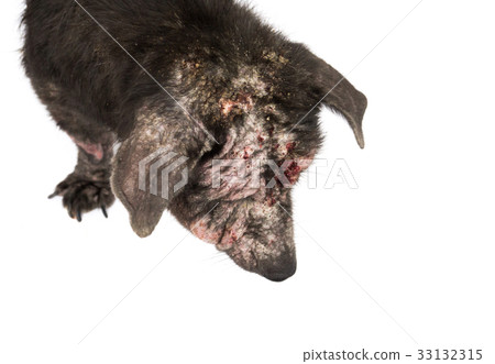 Closeup dog sick leprosy skin problem with white 33132315