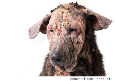 Closeup dog sick leprosy skin problem with white 33132318