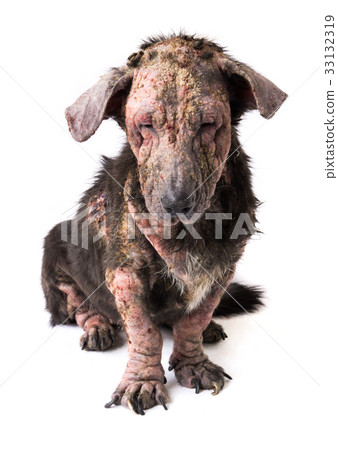 Closeup dog sick leprosy skin problem with white Closeup dog sick leprosy skin problem with white 33132319