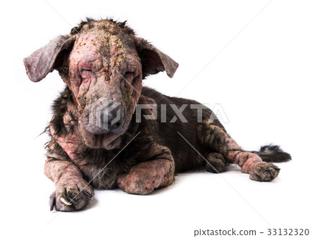 Closeup dog sick leprosy skin problem with white 33132320
