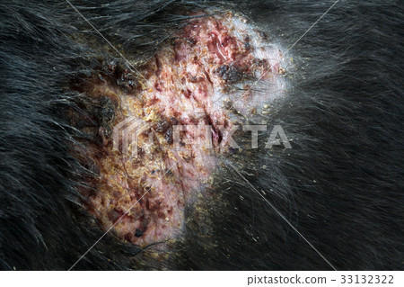 Closeup dog sick leprosy skin problem with white 33132322