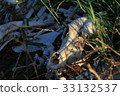 動物遺骸 33132537