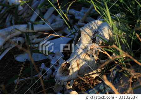 動物遺骸 動物遺骸 33132537