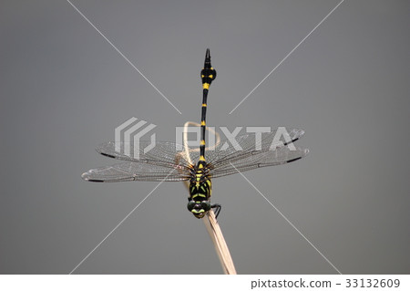 Taiwan Uchiyayama Taiwan Uchiyayama 33132609