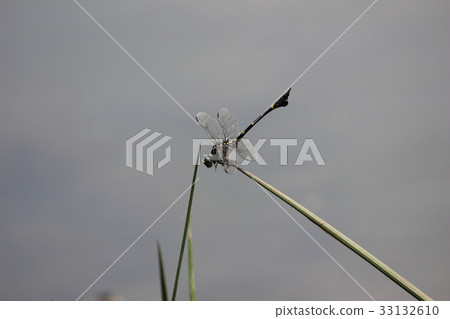 Taiwan Uchiyayama Taiwan Uchiyayama 33132610