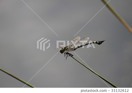 Taiwan Uchiyayama Taiwan Uchiyayama 33132612