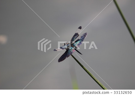 蝴蝶蜻蜓 蝴蝶蜻蜓 33132650