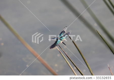 蝴蝶蜻蜓 蝴蝶蜻蜓 33132655