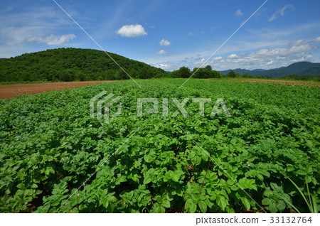 Potato field Oku Aizu Showa village of plateau 33132764