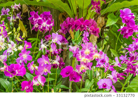 Purple orchid flowers orchid flowers Purple orchid flowers orchid flowers 33132770