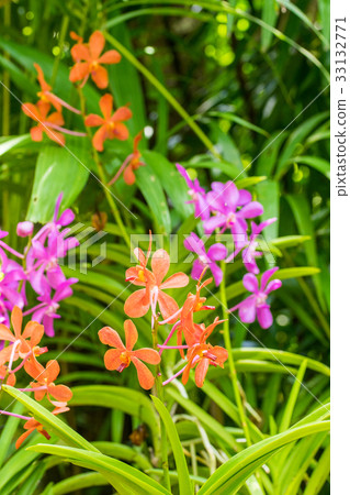 Orange and purple orchid flowers Orange and purple orchid flowers 33132771