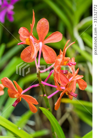 Orange orchid flowers Orange orchid flowers 33132772