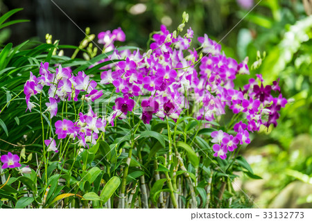 Purple orchid flowers orchid flowers Purple orchid flowers orchid flowers 33132773