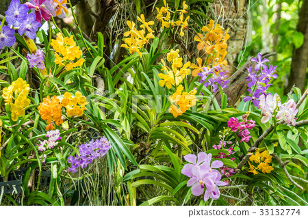 Various kinds of orchid flowers Various kinds of orchid flowers 33132774
