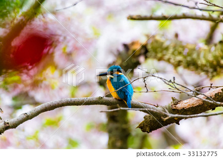 翠鳥鎌倉 翠鳥鎌倉 33132775