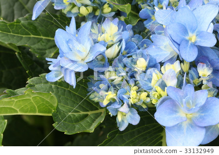 Hydrangea 33132949
